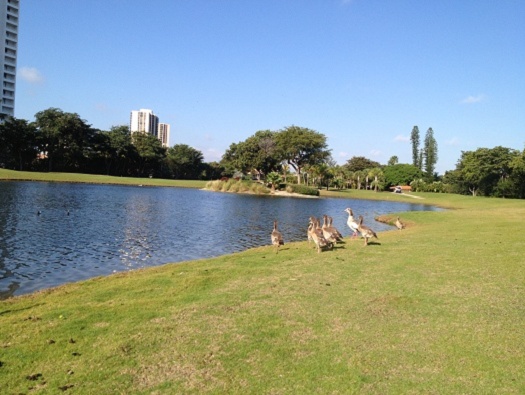 Golf Course Golf Course